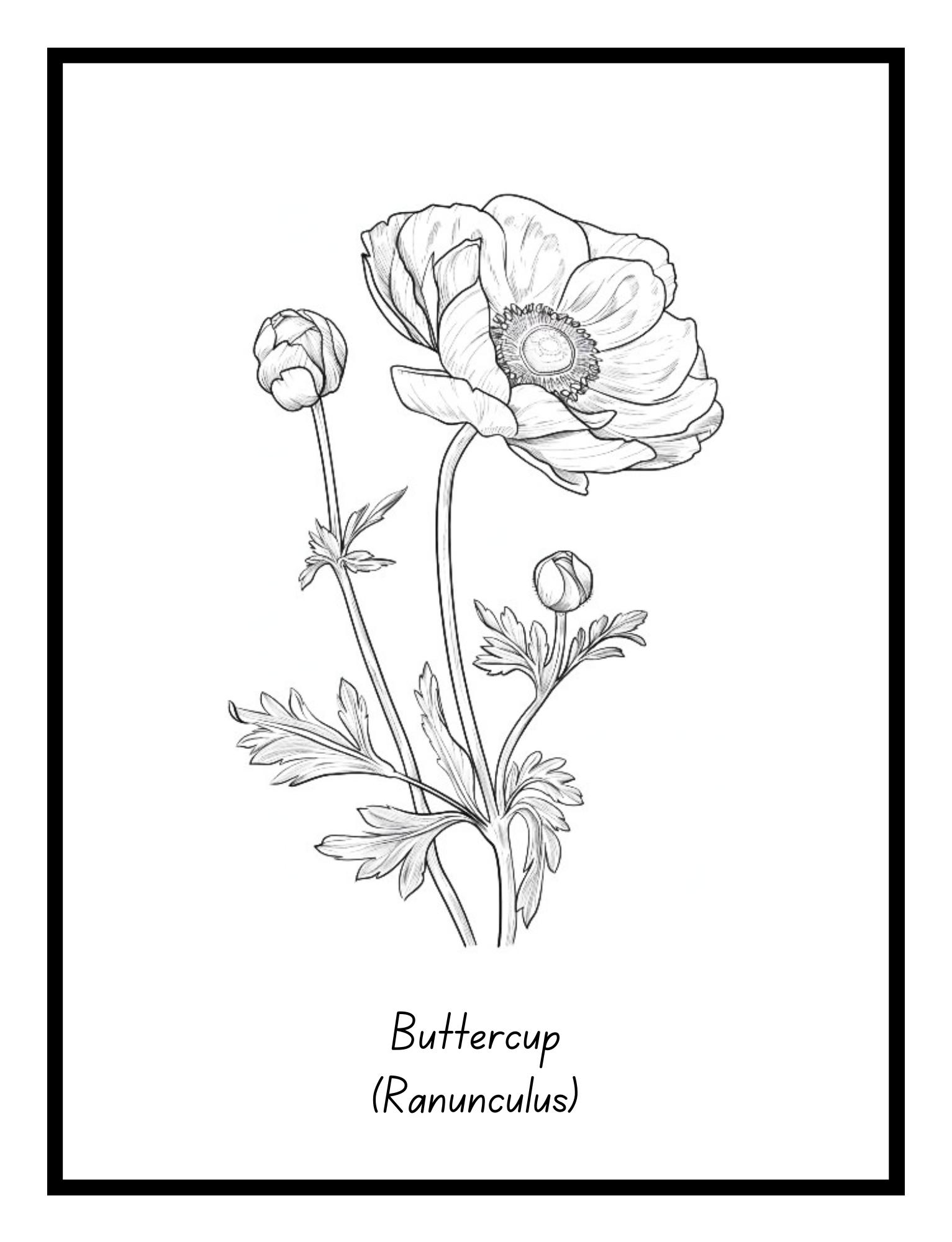 Bold Blooms: Large Print Simple Flower Coloring Book - Digital Pages