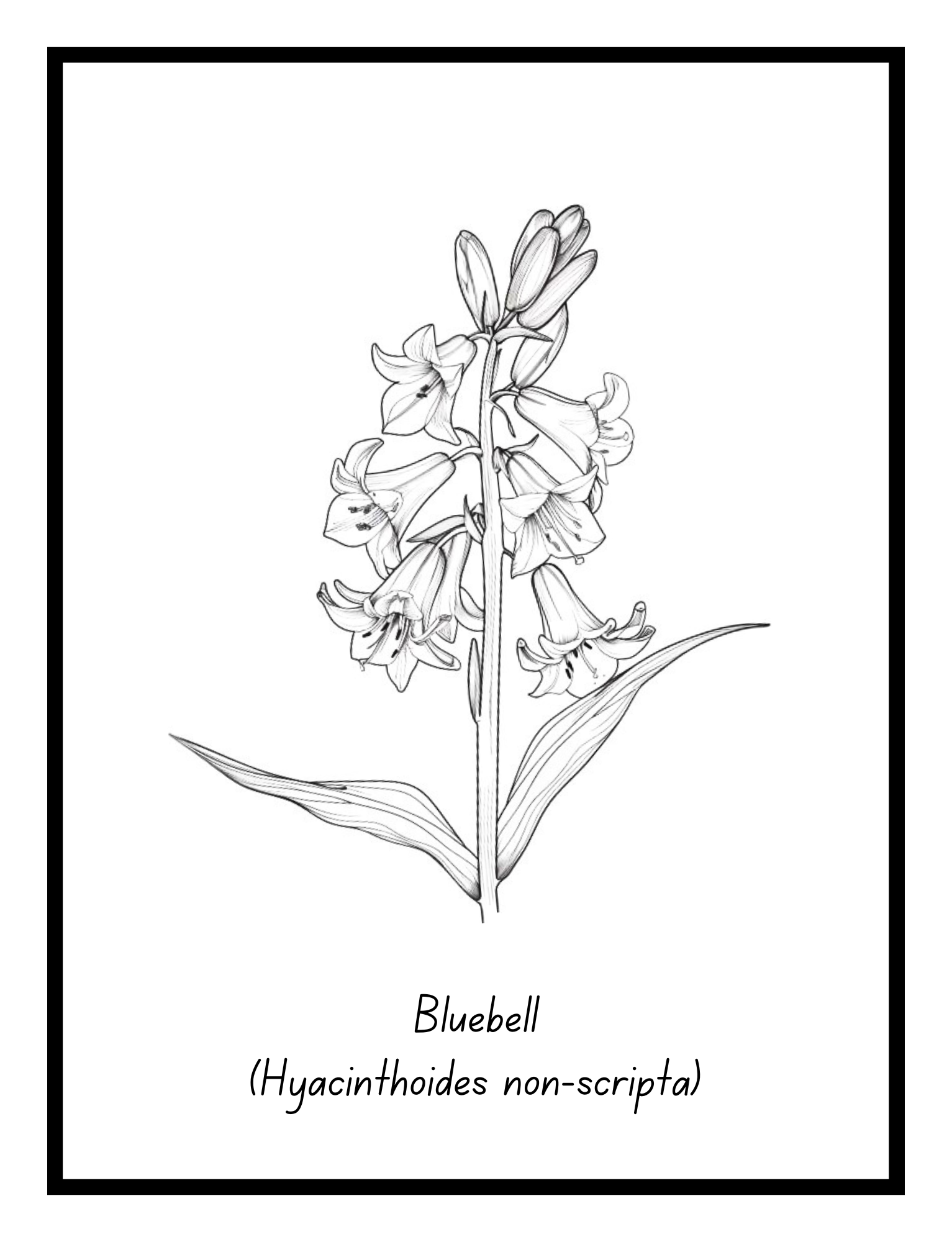 Bold Blooms: Large Print Simple Flower Coloring Book - Print