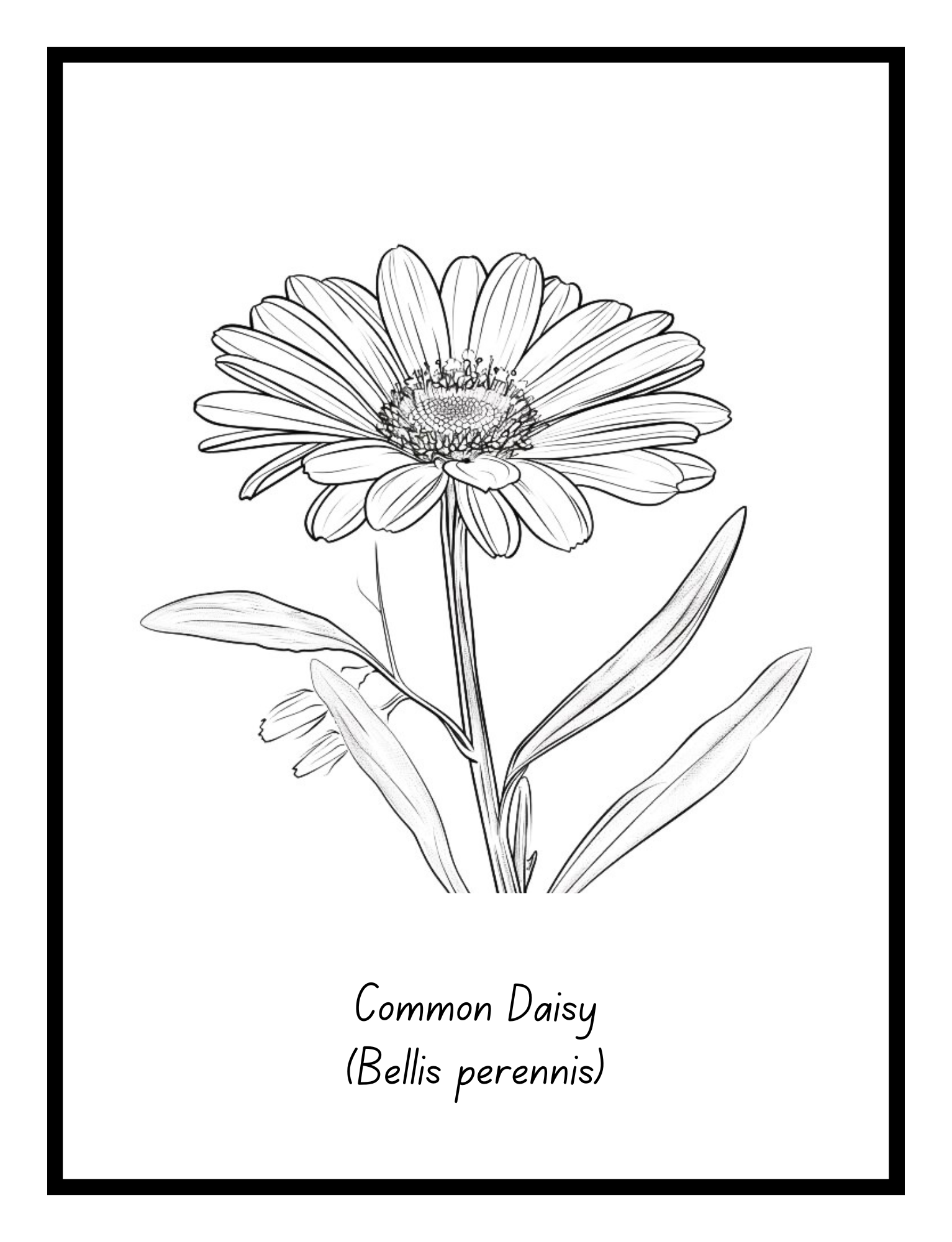 Bold Blooms: Large Print Simple Flower Coloring Book - Print