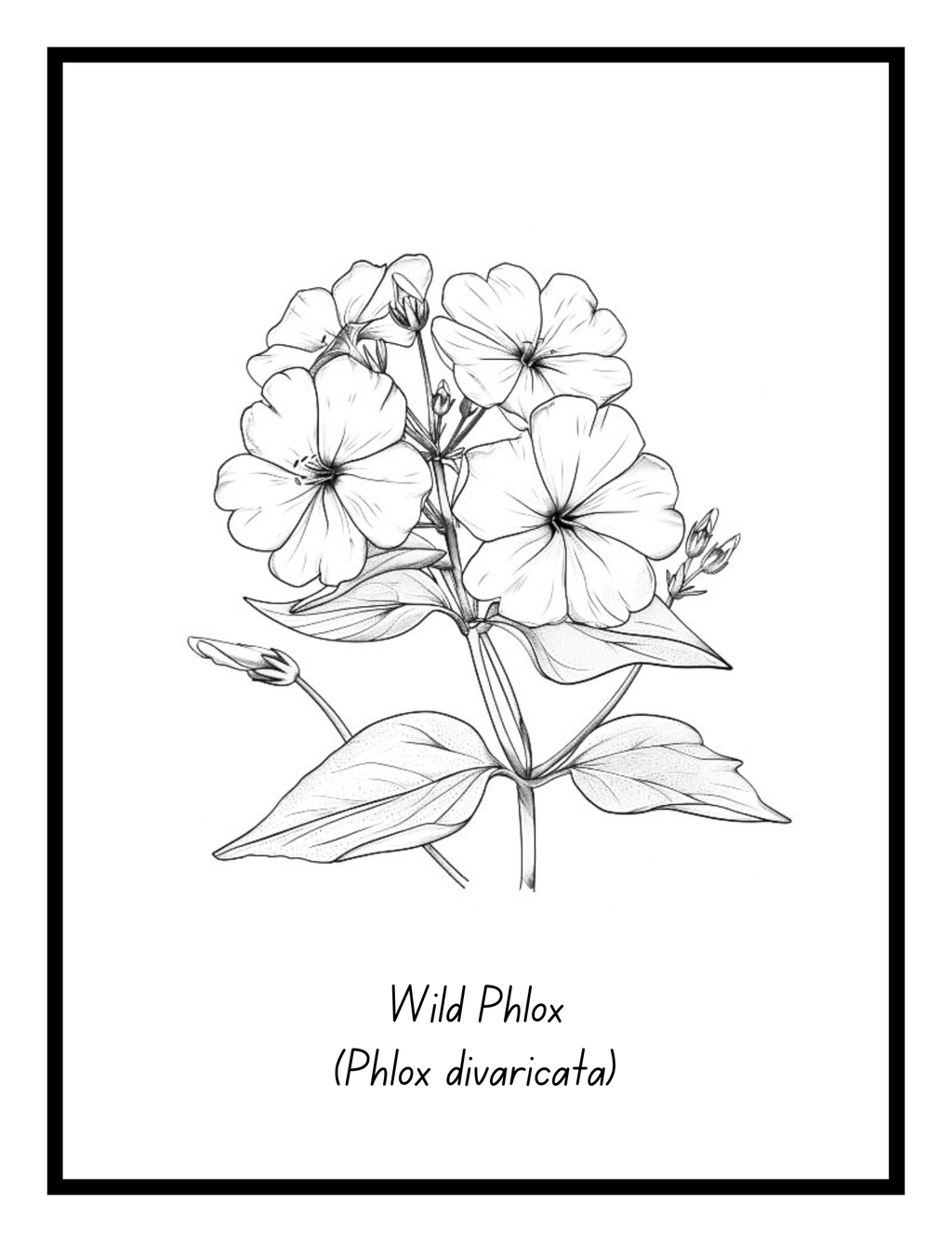 Bold Blooms: Large Print Simple Flower Coloring Book - Digital Pages